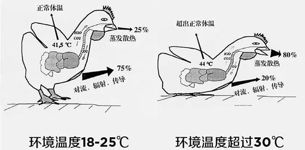 《夏日炎炎，如何為動(dòng)物防暑、降溫》